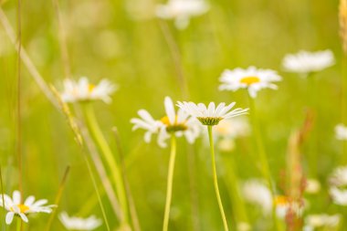 Vahşi çayır çiçek açan vahşi papatya çiçeği