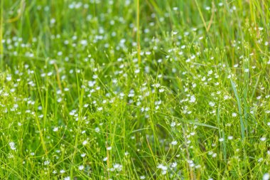 Yüksek otların arasında blooming chickweed