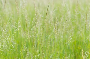 Yaz çiçek açan güzel yabani ot