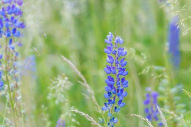 Yüksek otların arasında yaz çiçek açan vahşi mavi lupinus