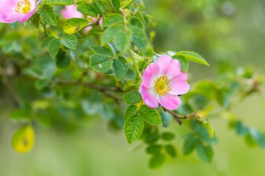 Yaz çiçek açan vahşi pembe Gül