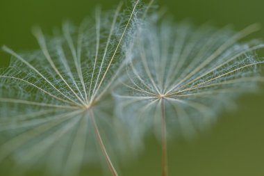 Karahindiba tohum büyük, yakın çekim