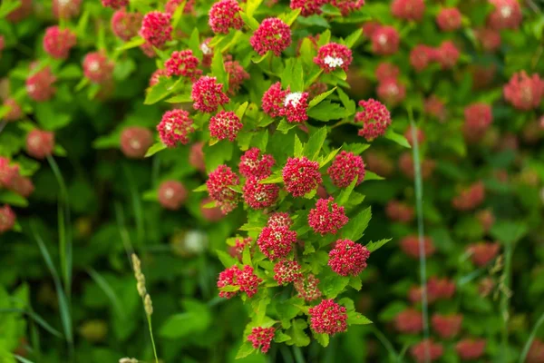 Bloeiende hedge in de zomer. — Stockfoto