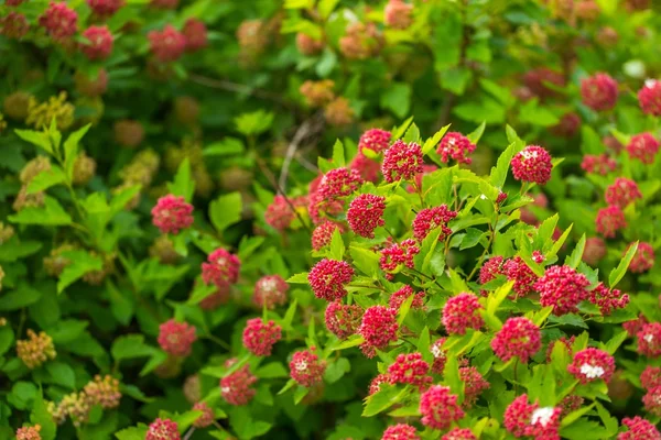 Copertura fioritura in estate . — Foto Stock