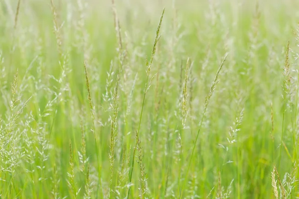 Krásné divoké trávy, kvetoucí v létě — Stock fotografie