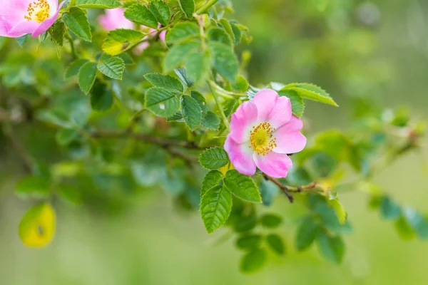 Rosa salvaje floreciendo en verano —  Fotos de Stock