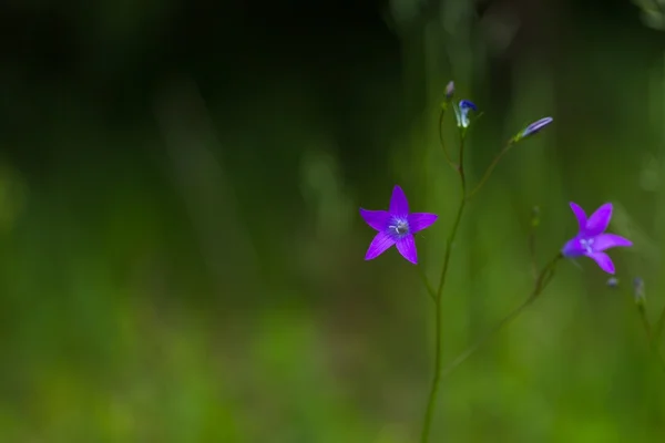Kłoda dzikie kwiaty w z bliska — Zdjęcie stockowe