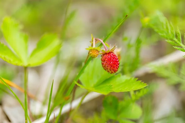 Wilde aardbeien groeien in de zomer bos — Stockfoto