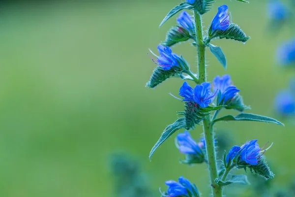 Přírodní modré květy rostoucí na poli — Stock fotografie