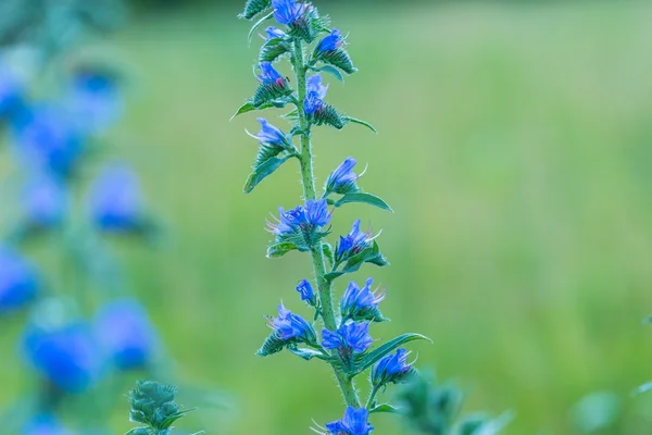 Natural blue flowers growing on field — Stock Photo, Image