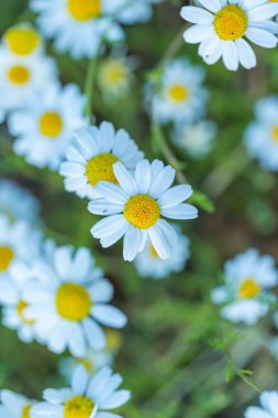 Çayır üzerinde büyüyen yabani papatya çiçeği