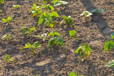 Bahçede büyüyen genç fasulye