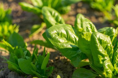 Bahçede büyüyen ıspanak.