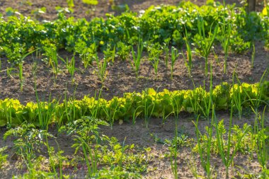 Bahçede büyüyen Vegeatables