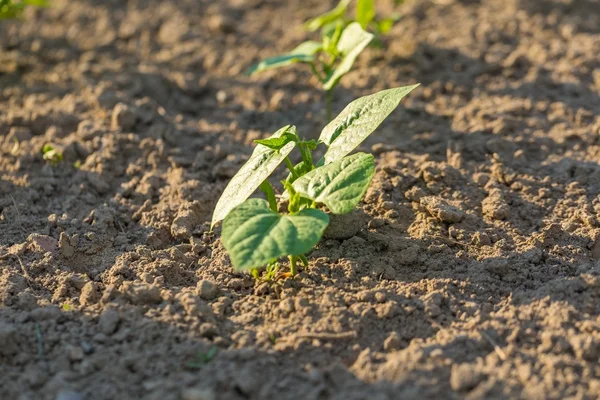 Bahçede büyüyen genç fasulye