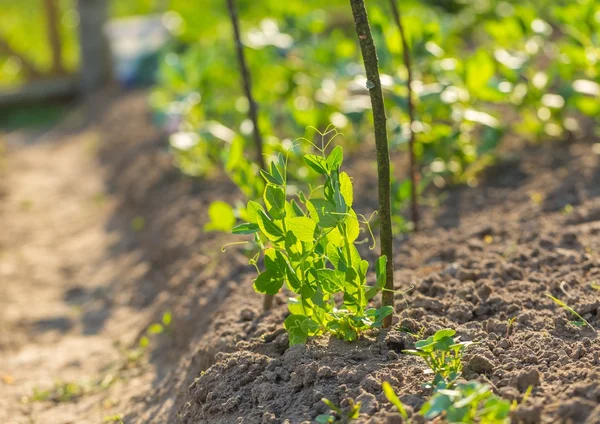 Young pea growing in garden — Stock Photo, Image