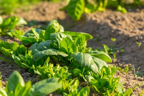Spinach growing in garden. — Stock Photo, Image