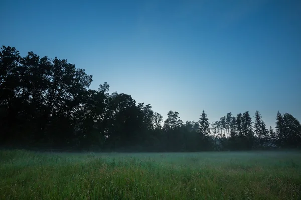 Neblige Wiesenlandschaft. — Stockfoto