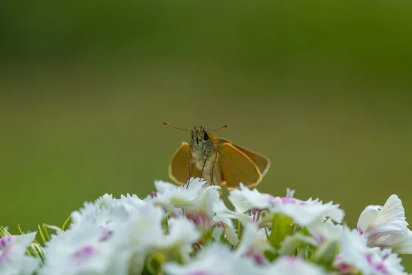 Schöner Schmetterling auf Blume sitzend. — Stockfoto