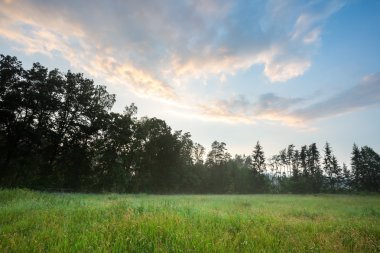 Sisli çayır manzara.