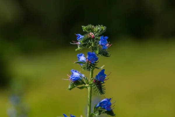 Fleur bleue sauvage en gros plan — Photo