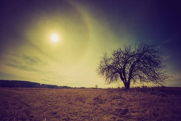 Винтажное фото польских полей с засохшим деревом — стоковое фото