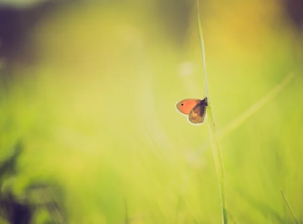 植物に座って蝶のビンテージ写真 — ストック写真