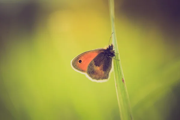 Archiwalne zdjęcie motyla, siedząc na rośliny — Zdjęcie stockowe