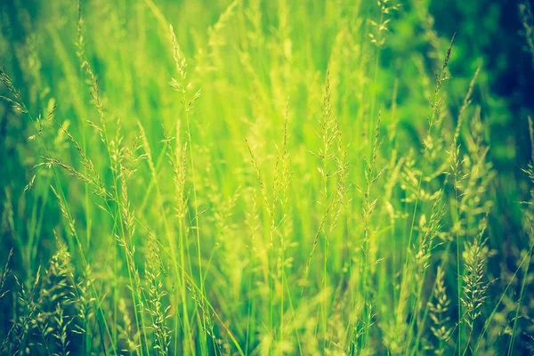 Vintage-Foto von schönen wilden Gras — Stockfoto