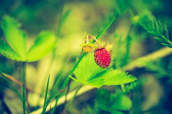 Vintage foto van wilde aardbeien groeien — Stockfoto