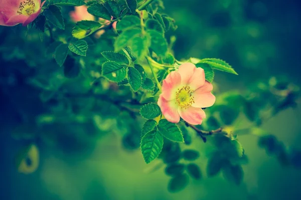 Vintage photo of blooming wild rose — Stock Photo, Image