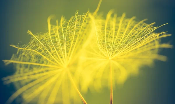 蒲公英的种子一样的旧照片 — 图库照片