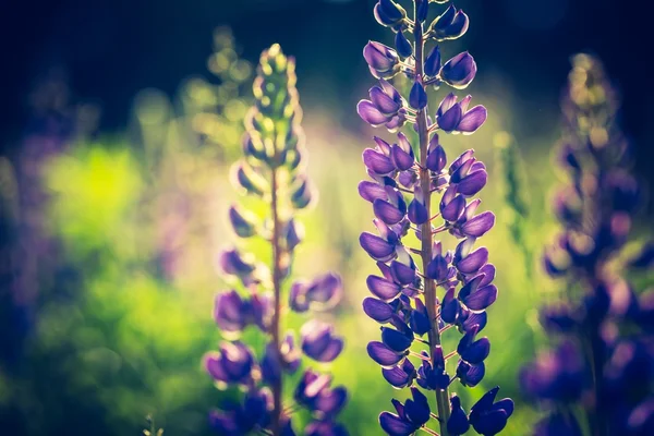 Foto vintage di fiori di lupino — Foto Stock