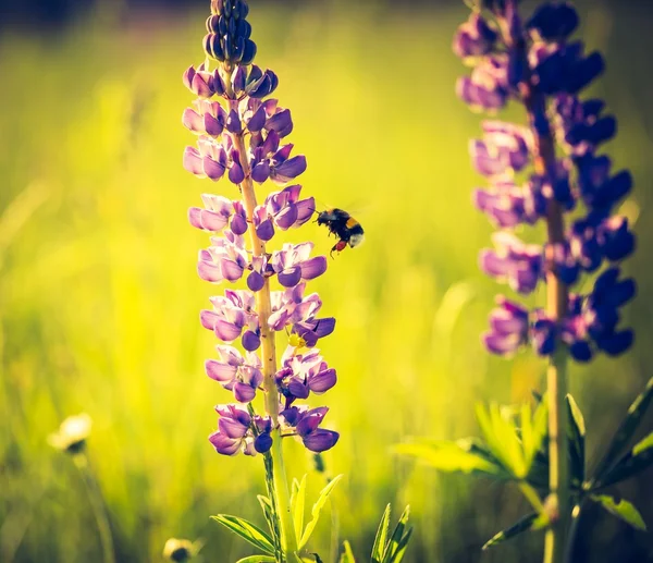 Vintage foto van lupine bloemen — Stockfoto