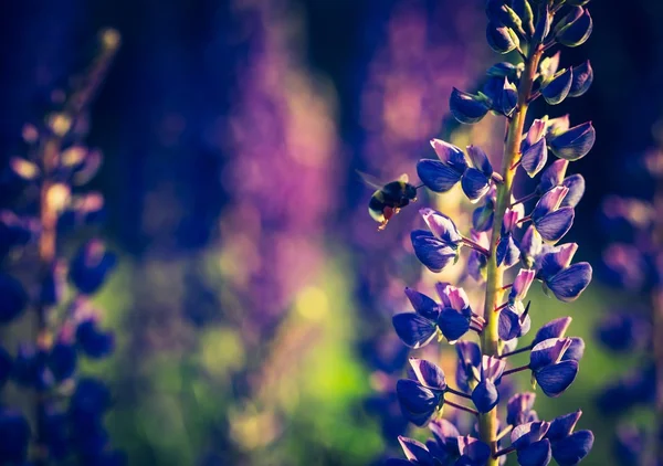 Foto vintage di fiori di lupino — Foto Stock