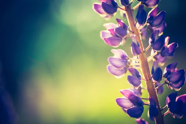 Foto vintage di fiori di lupino — Foto Stock