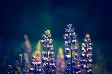 Acı bakla çiçek Vintage Fotoğraf