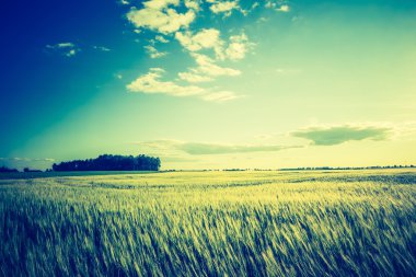 Yaz alanın üzerinde güzel günbatımı Vintage Fotoğraf.