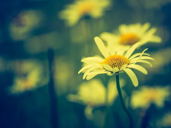 Вінтажні фото квітів ромашки — стокове фото