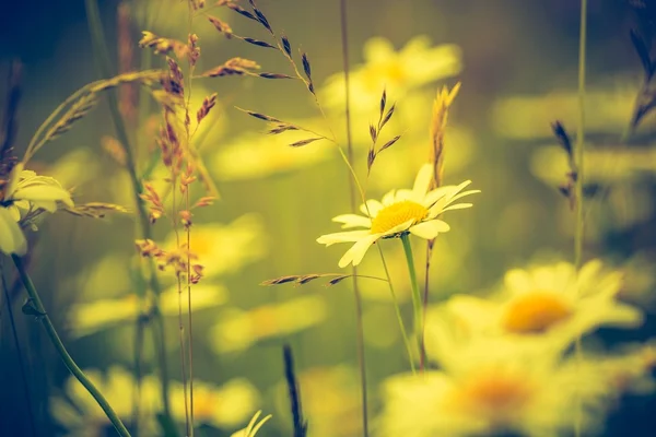 Vintage photo of chamomile flowers — Stock Photo, Image