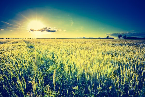 Vintage foto de belo pôr do sol sobre o campo de verão . — Fotografia de Stock