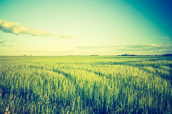 Foto vintage del hermoso atardecer sobre el campo de verano . — Foto de Stock