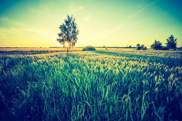 Foto vintage del hermoso atardecer sobre el campo de verano . — Foto de Stock