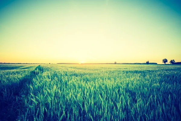 Vintage-Foto von schönen Sonnenuntergang über Sommer Feld. — Stockfoto