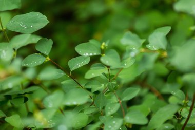 Bitkiler yaprakları üzerinde su damlacıkları