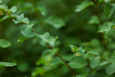 Bitkiler yaprakları üzerinde su damlacıkları