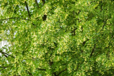 Ihlamur ağacı (Tilia cordata çiçek açan dalları)