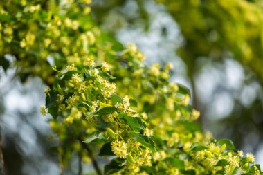 Ihlamur ağacı (Tilia cordata çiçek açan dalları)