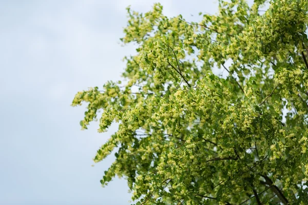 Kvetoucí větve Lípa malolistá (Tilia cordata) — Stock fotografie