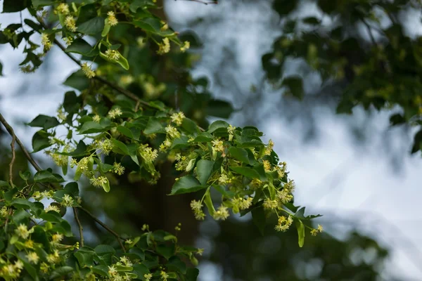 Цветущие ветви липы (Tilia cordata ) — стоковое фото